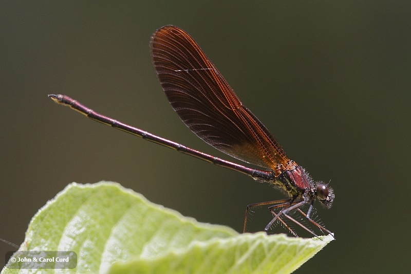 J01_2525 Calopteryx haemorrhoidalis mal.JPG